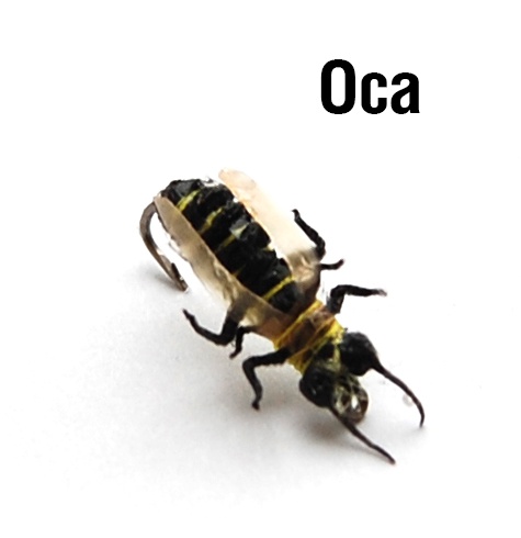 Оса
