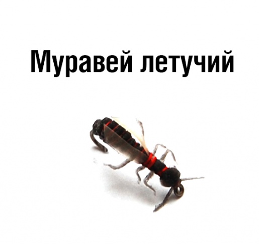 Муравей летучий